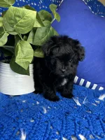 Star, a male Morkie for sale in Godwin, NC – 4 of 4
