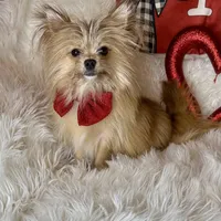 Tater tot , a male Pomchi for sale in Godwin, NC – Photo 3 of 5