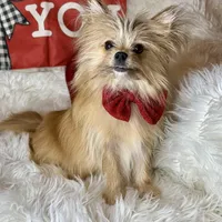 Tater tot , a male Pomchi for sale in Godwin, NC – Photo 4 of 5