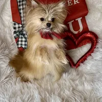 Tater tot , a male Pomchi for sale in Godwin, NC – Photo 5 of 5