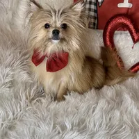 Tater tot , a male Pomchi for sale in Godwin, NC – Photo 2 of 5