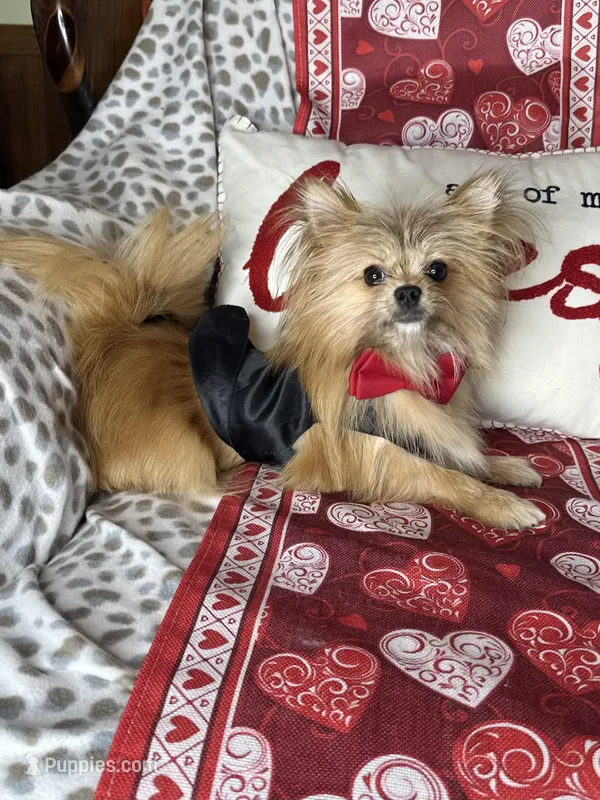 Tater tot  – Pomchi puppy for sale in Godwin, NC