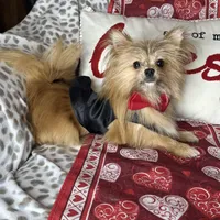 Tater tot , a male Pomchi for sale in Godwin, NC – Photo 1 of 5