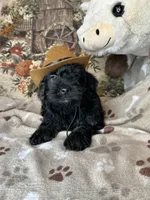 Pumpkin, a male Yorkipoo for sale in Godwin, NC – 2 of 4