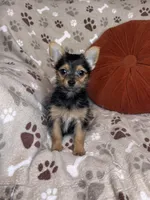 Shubunkin, a male Chorkie for sale in Godwin, NC – 4 of 4