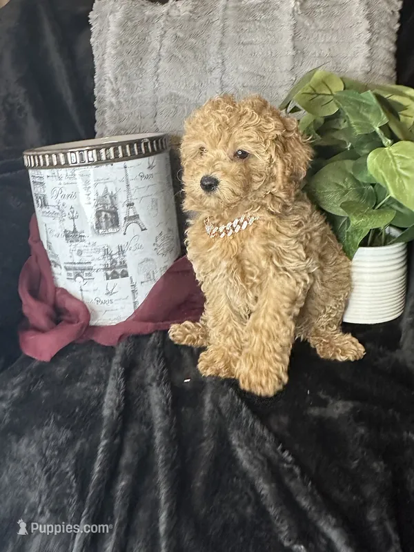Feebee – Poodle - Toy  puppy for sale in Godwin, NC