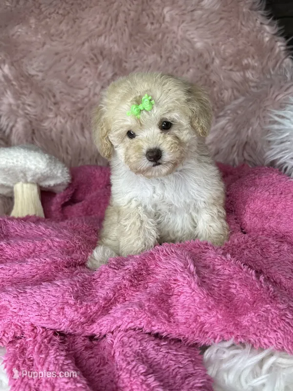 Rosemary  – Poodle - Toy  puppy for sale in Godwin, NC