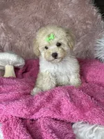 Rosemary , a female Poodle - Toy  for sale in Godwin, NC – 1 of 4