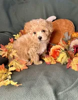 Cupid, a male Maltipoo for sale in Godwin, NC – 2 of 4