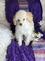 Rosemary 🌹 , a female Poodle - Toy  for sale in Godwin, NC – 2 of 6