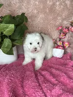 Sissy, a female Morkie for sale in Godwin, NC – 3 of 4