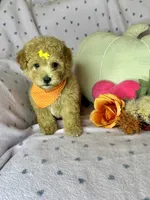 Cookie, a female Maltipoo for sale in Godwin, NC – 7 of 7