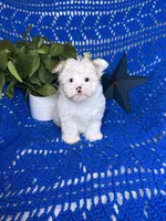 Sammy , a male Morkie for sale in Godwin, NC – 6 of 7