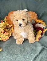 Cupid, a male Maltipoo for sale in Godwin, NC – 4 of 4
