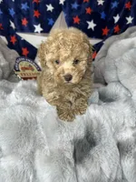 Yoshi, a male Poodle - Toy  for sale in Godwin, NC – 1 of 5