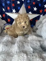 Yoshi, a male Poodle - Toy  for sale in Godwin, NC – 4 of 5