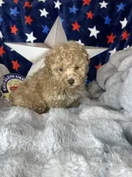 Yoshi, a male Poodle - Toy  for sale in Godwin, NC – 3 of 5