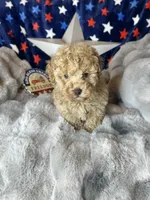 Yoshi, a male Poodle - Toy  for sale in Godwin, NC – 5 of 5