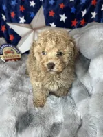 Yoshi, a male Poodle - Toy  for sale in Godwin, NC – 2 of 5