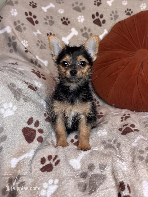Shubunkin – Chorkie puppy for sale in Godwin, NC