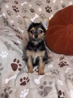 Shubunkin, a male Chorkie for sale in Godwin, NC – 1 of 4