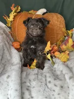 Archie, a male Peekapoo for sale in Godwin, NC – 2 of 5