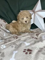 Yankee, a male Poodle - Toy  for sale in Godwin, NC – 1 of 8