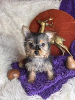 Cherry, a female Yorkshire Terrier for sale in Godwin, NC – 2 of 5