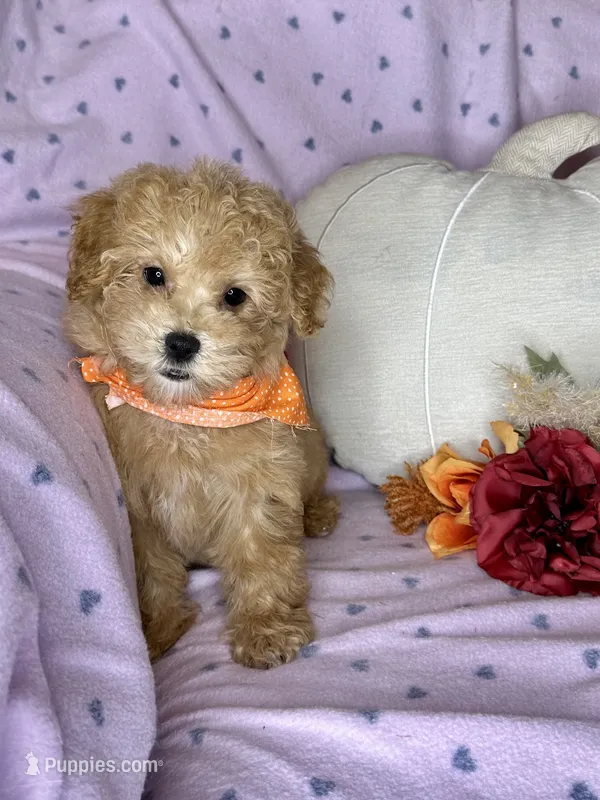 Cupcake – Maltipoo puppy for sale in Godwin, NC