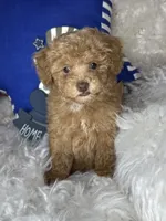 Remmy , a male Poodle - Toy  for sale in Godwin, NC – 4 of 4