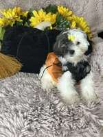 Lolly, a female Shihpoo for sale in Godwin, NC – 7 of 8