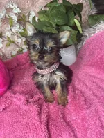 Cherry, a female Yorkshire Terrier for sale in Godwin, NC – 4 of 5