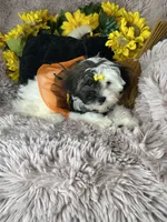 Lolly, a female Shihpoo for sale in Godwin, NC – 8 of 8