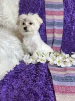Trinity 🎀, a female Maltese for sale in Godwin, NC – 2 of 5