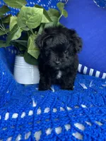Star, a male Morkie for sale in Godwin, NC – 2 of 4