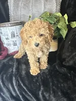 Feebee, a female Poodle - Toy  for sale in Godwin, NC – 7 of 7
