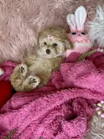 Gigi, a female Poodle - Toy  for sale in Godwin, NC – 5 of 5