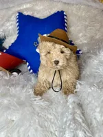 Yankee, a male Poodle - Toy  for sale in Godwin, NC – 2 of 6