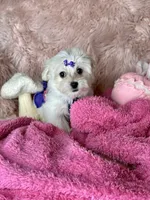 Trinity , a female Maltese for sale in Godwin, NC – 3 of 5