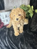 Feebee, a female Poodle - Toy  for sale in Godwin, NC – 4 of 7