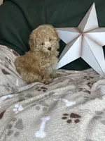 Yankee, a male Poodle - Toy  for sale in Godwin, NC – 2 of 8