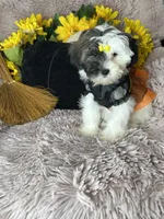 Lolly, a female Shihpoo for sale in Godwin, NC – 2 of 8