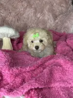 Rosemary , a female Poodle - Toy  for sale in Godwin, NC – 3 of 4