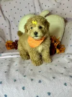 Cookie, a female Maltipoo for sale in Godwin, NC – 3 of 7