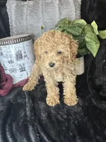 Feebee, a female Poodle - Toy  for sale in Godwin, NC – 5 of 7