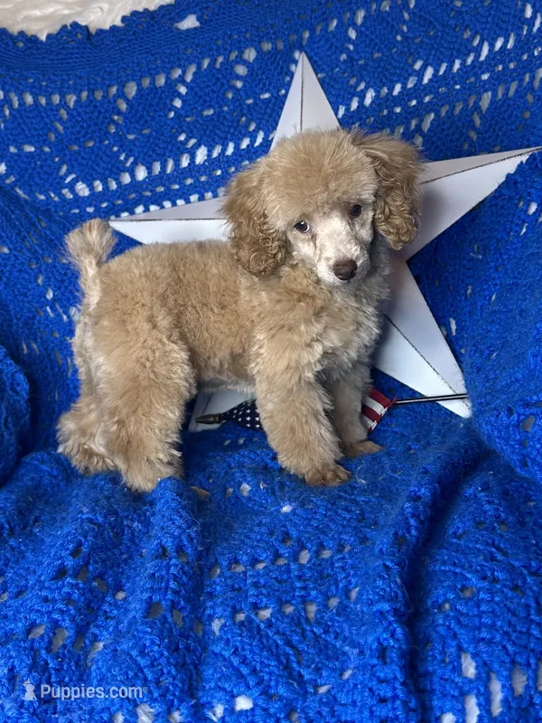 Yankee – Poodle - Toy  puppy for sale in Godwin, NC