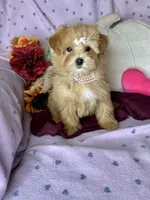 Caramel , a female Maltipoo for sale in Godwin, NC – 2 of 8