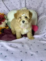 Caramel , a female Maltipoo for sale in Godwin, NC – 3 of 8