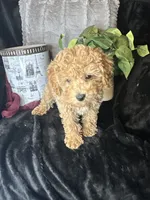 Feebee, a female Poodle - Toy  for sale in Godwin, NC – 6 of 7