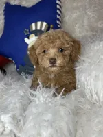 Remmy , a male Poodle - Toy  for sale in Godwin, NC – 3 of 4